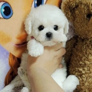 Puppy Plush Toy with Synthetic Fur and Weighted Filling