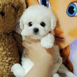 Realistic Plush Puppy Toy with Soft Fur Texture